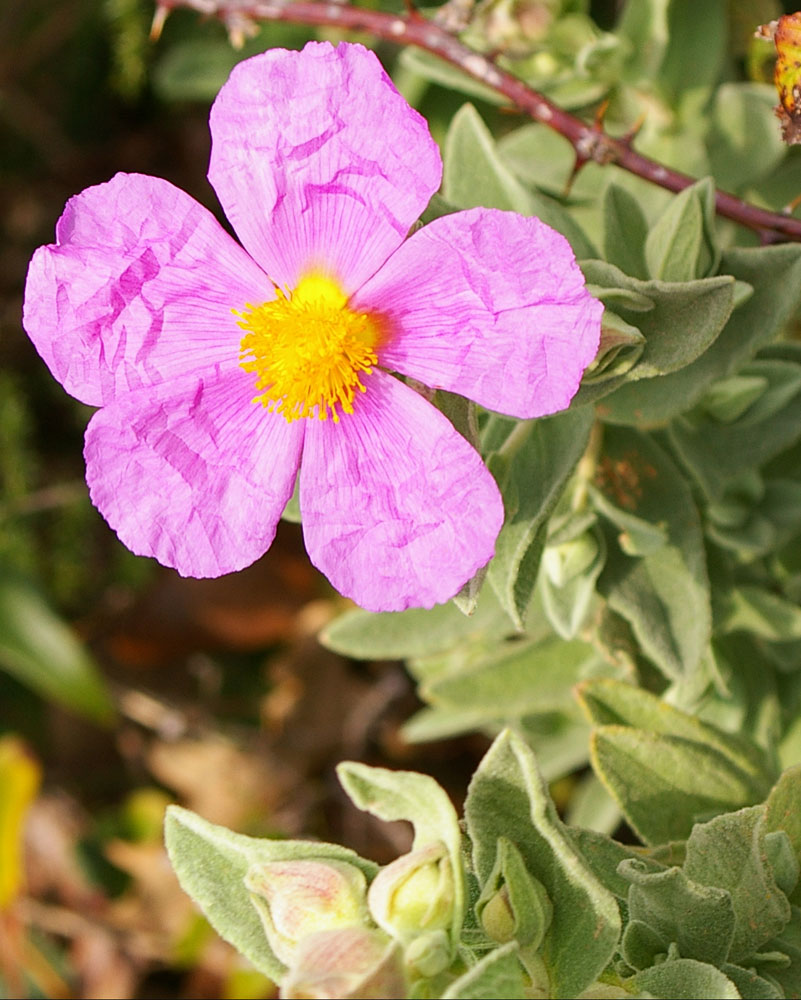 Cistus albidus / Cisto